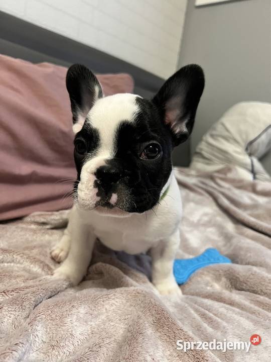 Buldogi francuskie Bydgoszcz