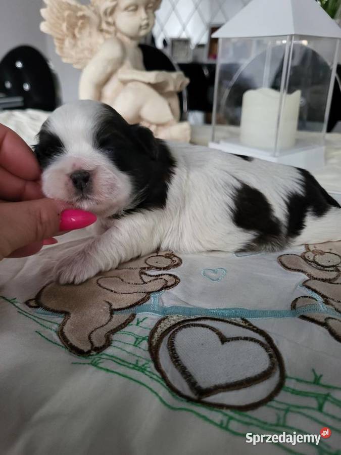 Pieski shih tzu tricolor i złoty z czarną maską Poręba sprzedam