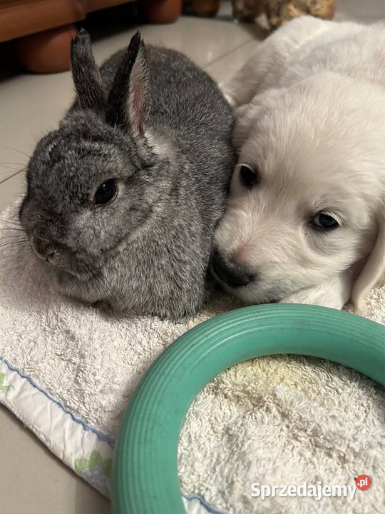 Golden Retriever FCI szczeniaki Stargard sprzedam