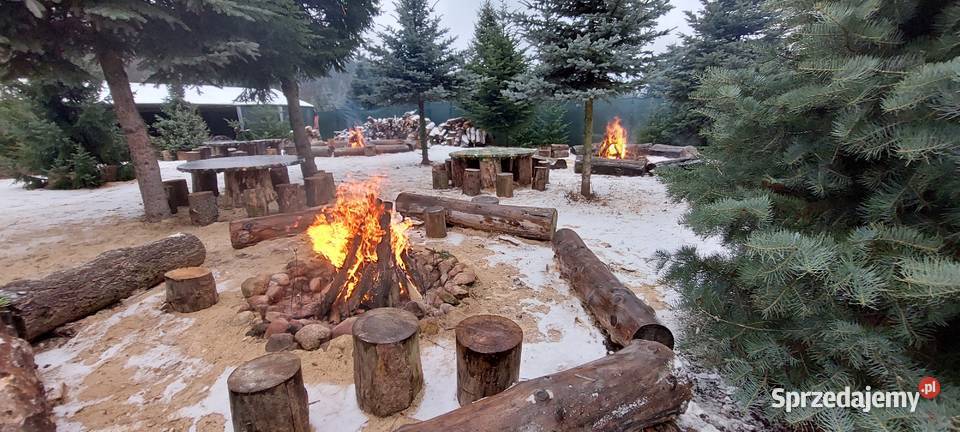 Dni otwarte na plantacji Mazowsze jodły świerki Osuchów