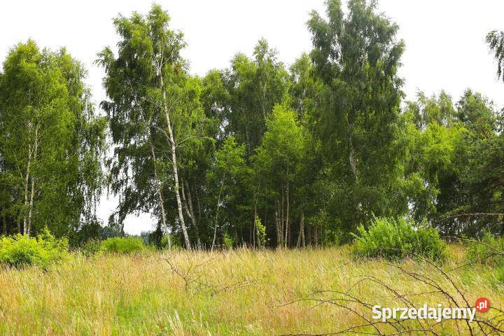 Grunt do sprzedania Stara Kiszewa 1129m2