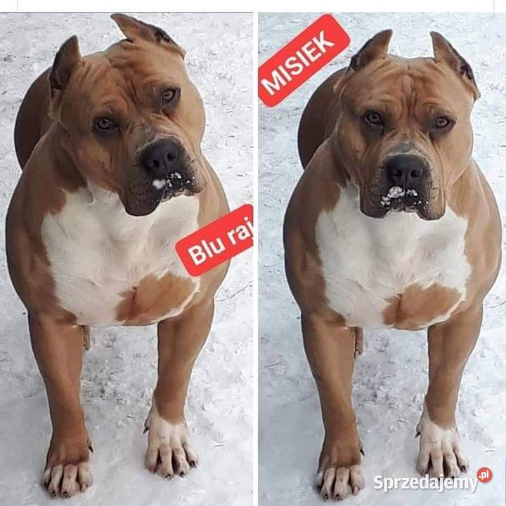 Facebook Blu raj hodowla Amstaff Instagram Psy Dęblin