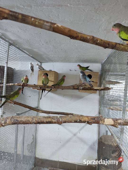 Księżniczki walii młode 2425 całe stado Pszczyna