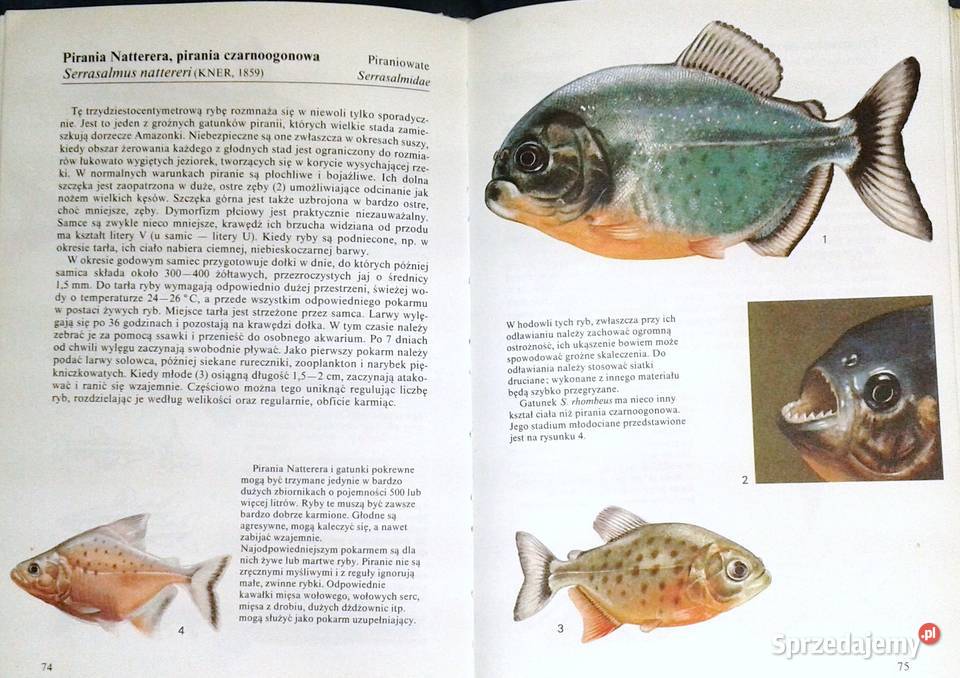 Ryby akwariowe Ivan Petrovicky Pozostałe Chełm