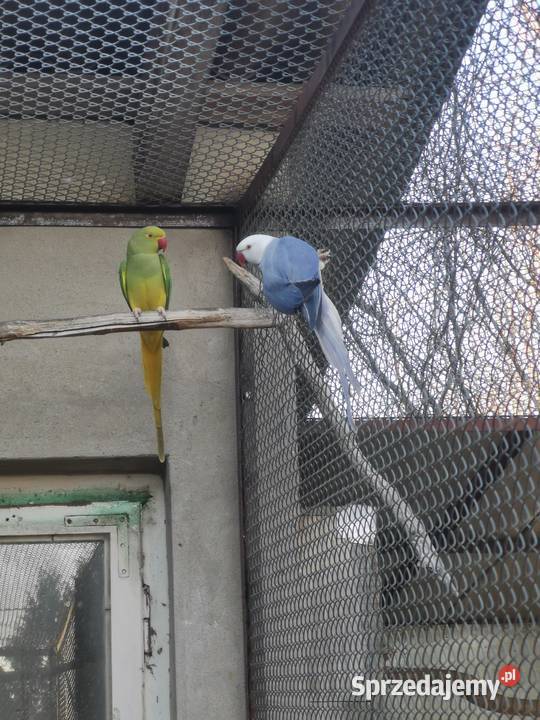 Aleksandretta obrożna samica