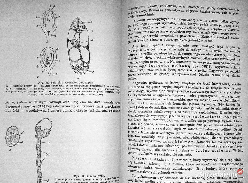 Repetytorium z biologii L Hausbrandt J Mazurowa Chełm sprzedam