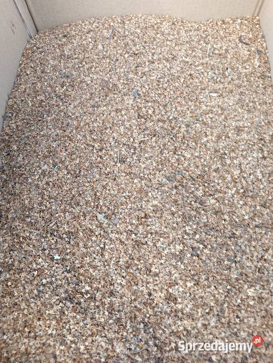 Nasiona Brzozy Jaworzno