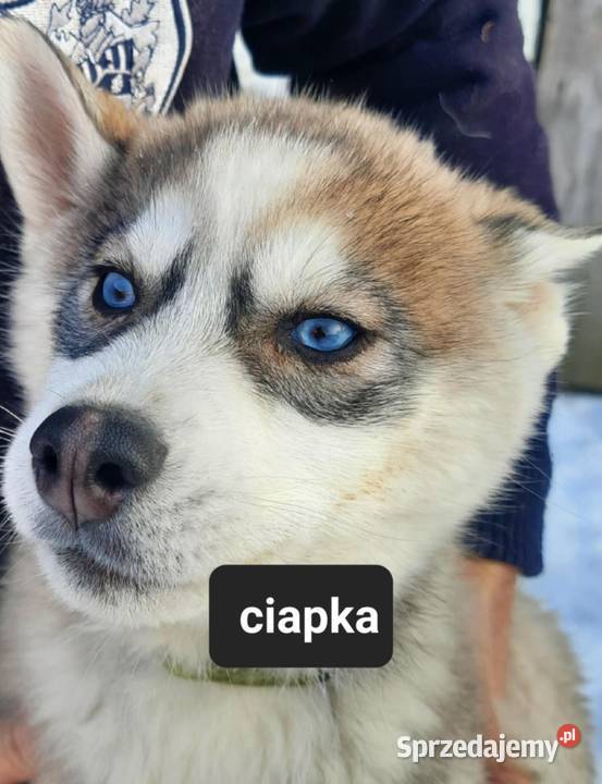 Suczka Syberian husky Reda