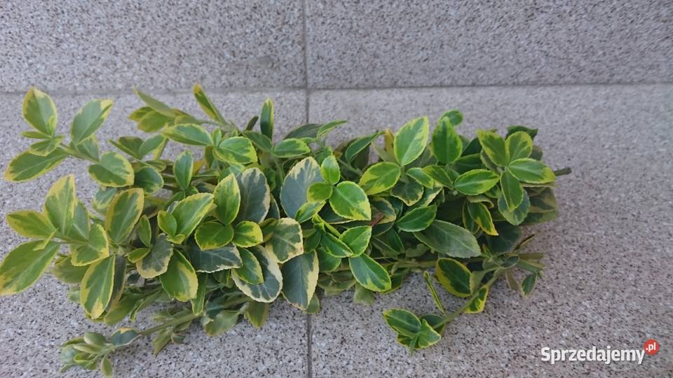 Trzmielina Emerald Gold pnąca sztobry Lublin