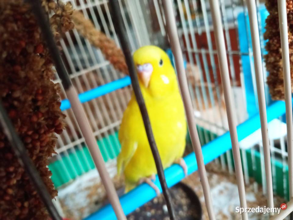 Papużki faliste dwumiesięczne i starsze sprzedam Kraków sprzedam