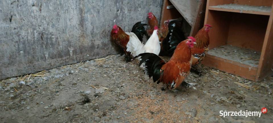 Sprzedam koguty liliputy Tokarówka sprzedam