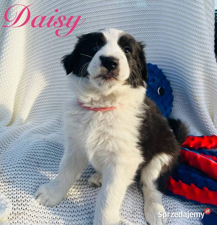 Pieski Border Collie Ratyń