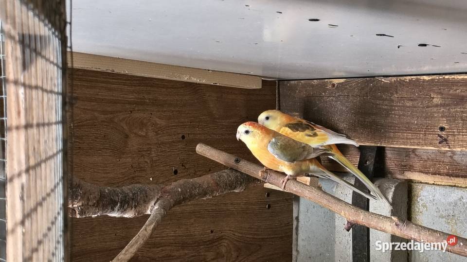 Papugi świergoty pary