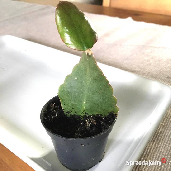 Rhipsalis pachyptera Robusta mazowieckie Warszawa