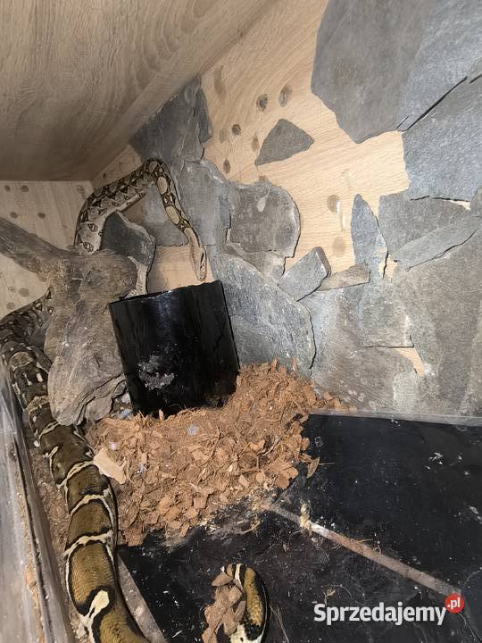 Boa Cesarski Boa imperator Terrarium Zwierzęta Nysa