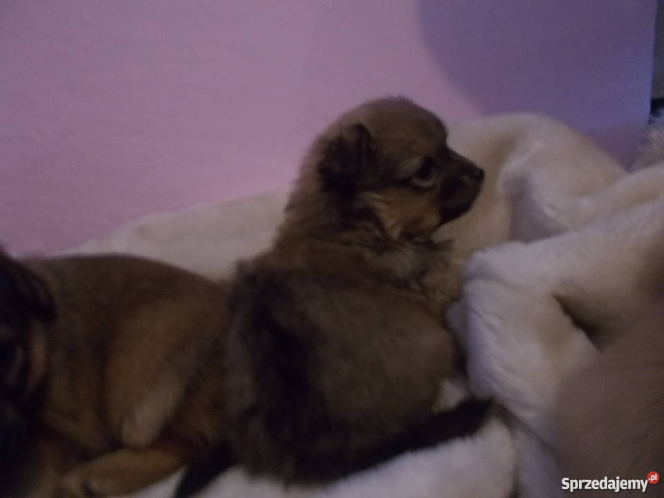 oddam małe pieski rasy chiuaua podkarpackie Hermanowa