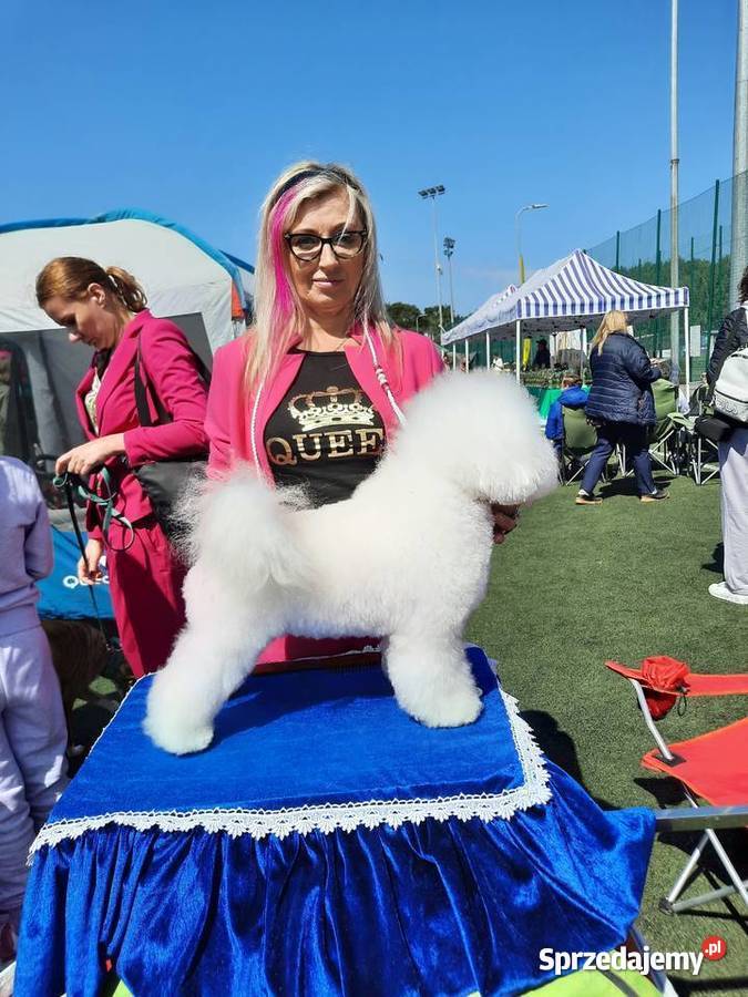 szczenięta bichon frise z rodowodem FCI do Chojnice