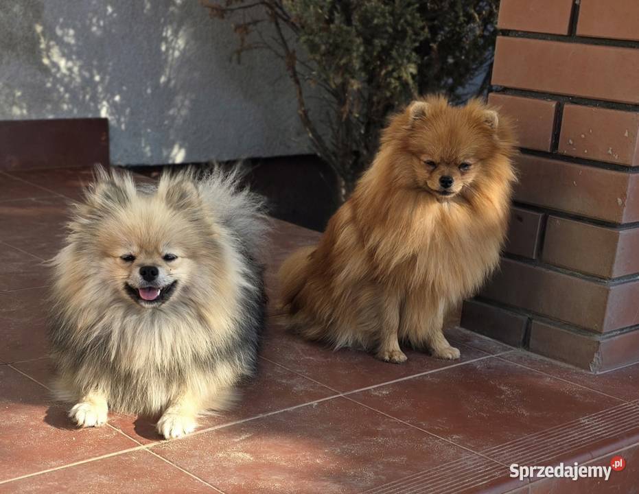 Pomeranian szpic miniaturowy zkwp FCI Piątkowisko