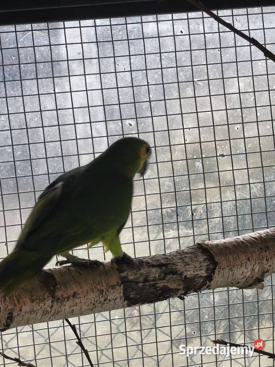 Samica amazonki niebieskoczelnej Olkusz