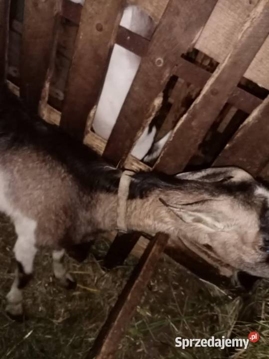 Sprzedam kozę z mlekiem Pilzno