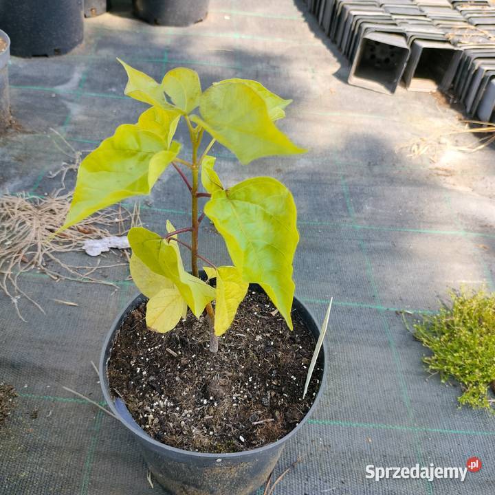 Wyprzedaż dużych roślin klon brzoza lipa grab Jelitów