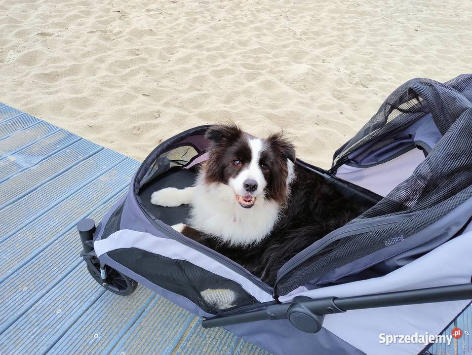 Wózek psa sprzedam Kraków