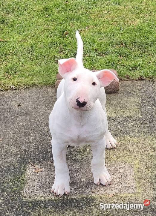 Bulterier Standard Samiec FCI