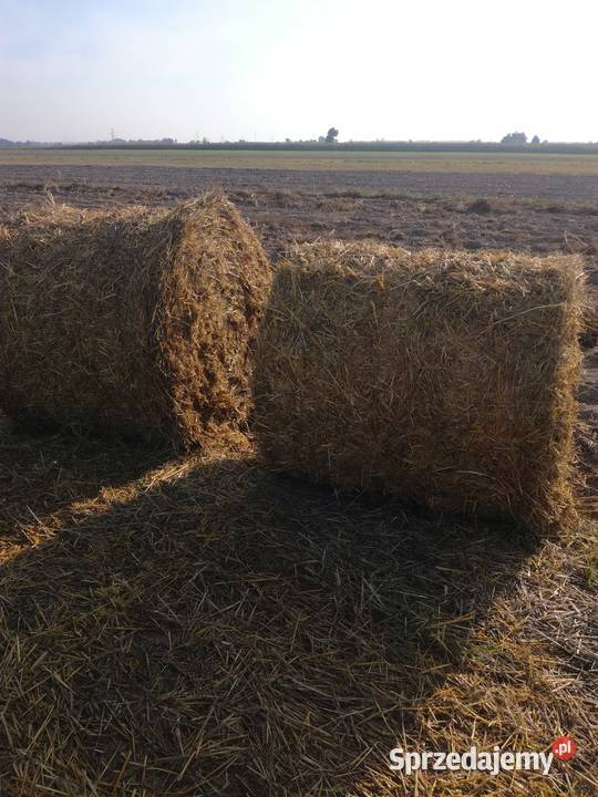 belki słomy 130 Wiśniew-Kolonia sprzedam