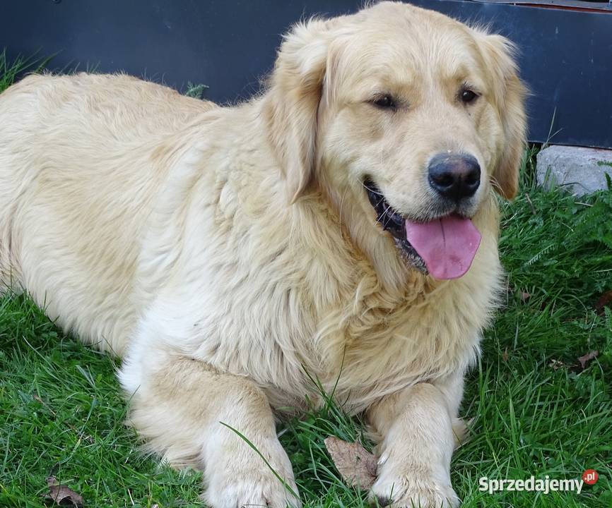 Golden retriever 11 miesięczny mazowieckie