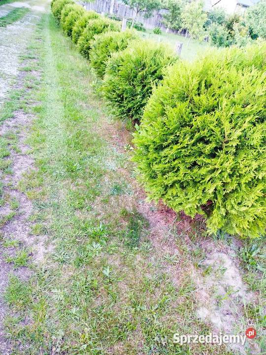 Tuje żywotnik danica bąbki Biłgoraj