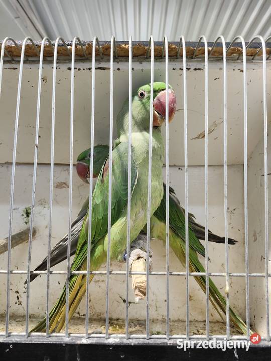 Aleksandretty wielkie szpalt Rybnik