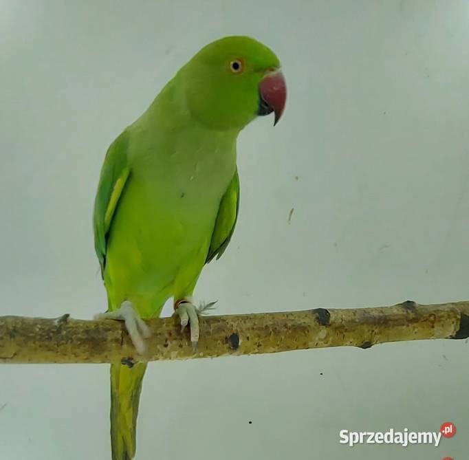 aleksandretty młode 25r zielone zółte niebieskie