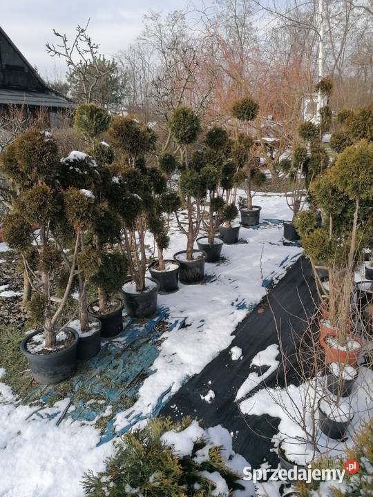 Tuja szmaragd formowana w kule i bonsai Iglaste Mostki