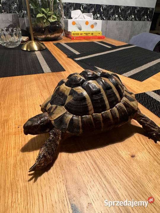 sprzedam żółwia lądowego greckiego 6 letni Wrocław