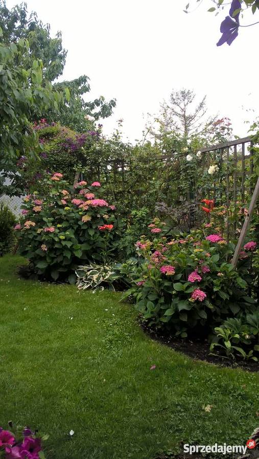 ogród działkowy ROD Szczecin Wyspa Pucka