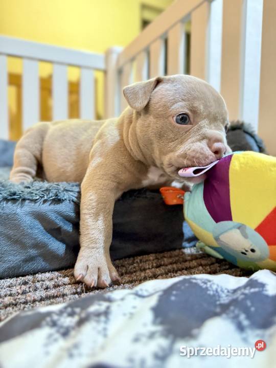 Samiec American Bully Pocket Inowrocław