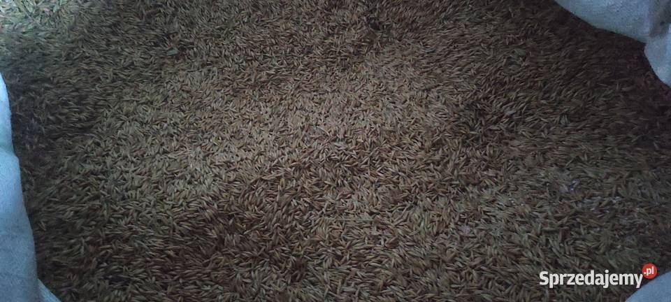 Owies ok 253 tony zbiór 2025 lubelskie Kock Zboża lubelskie Sułoszyn