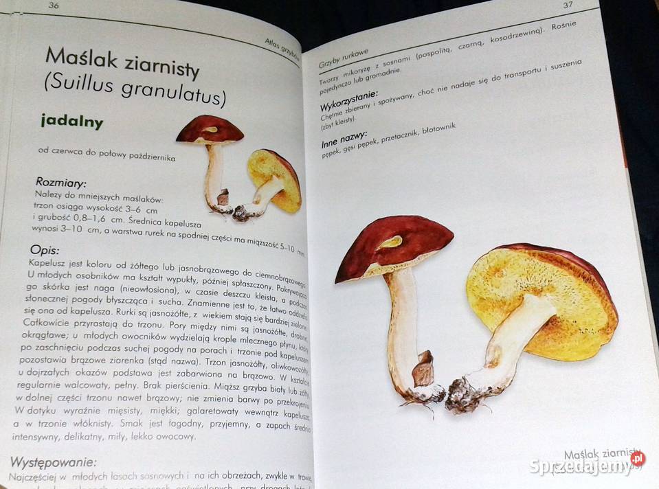 Ilustrowany atlas grzybów Emilia Grzędzicka Pozostałe Chełm sprzedam