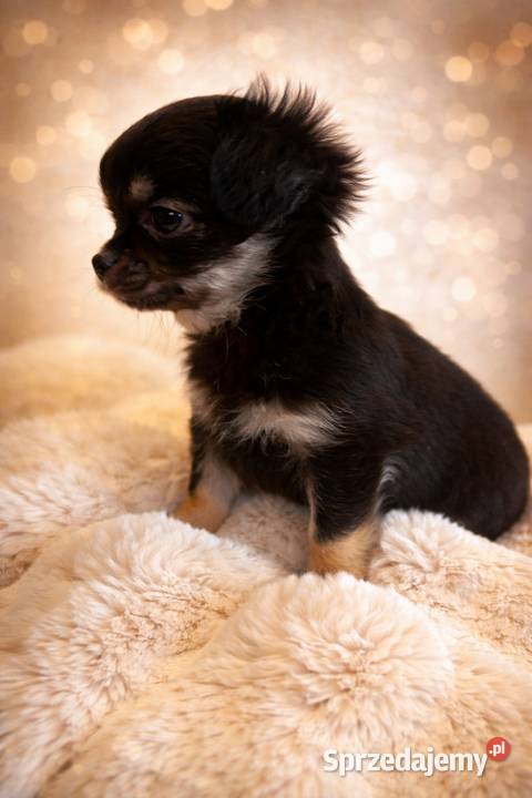 Chihuahua malutki piesek długowłosy sprzedam