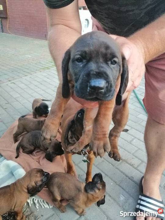 Posokowiec bawarski szczenięta Ustronie Morskie