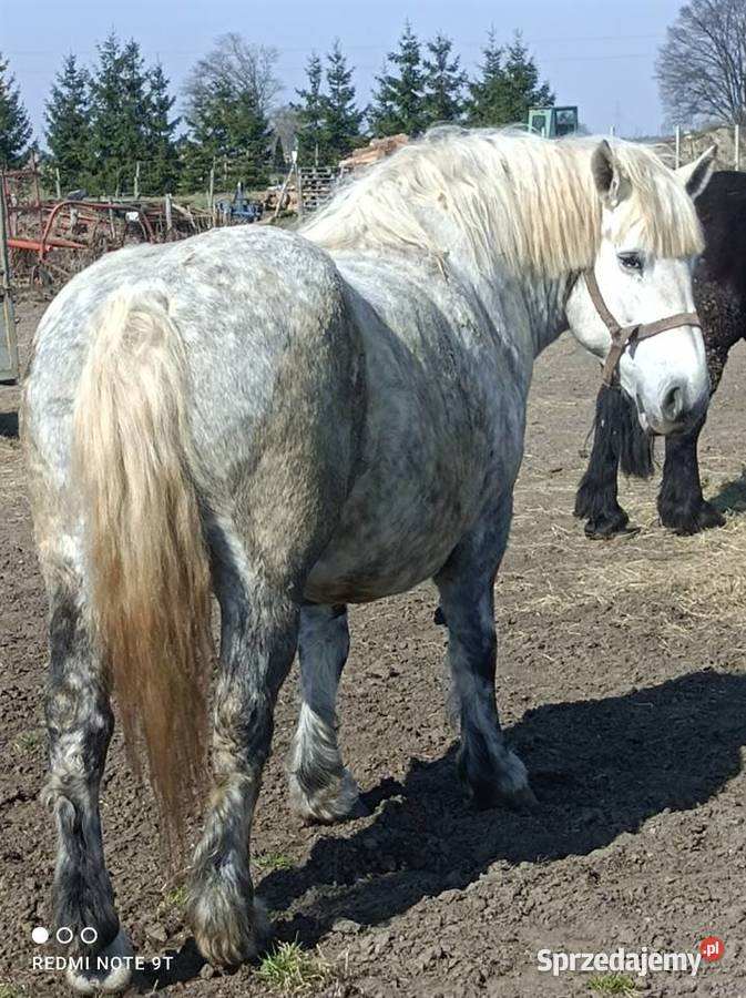 Klacz zimnokrwista zrebna Konie Działdowo