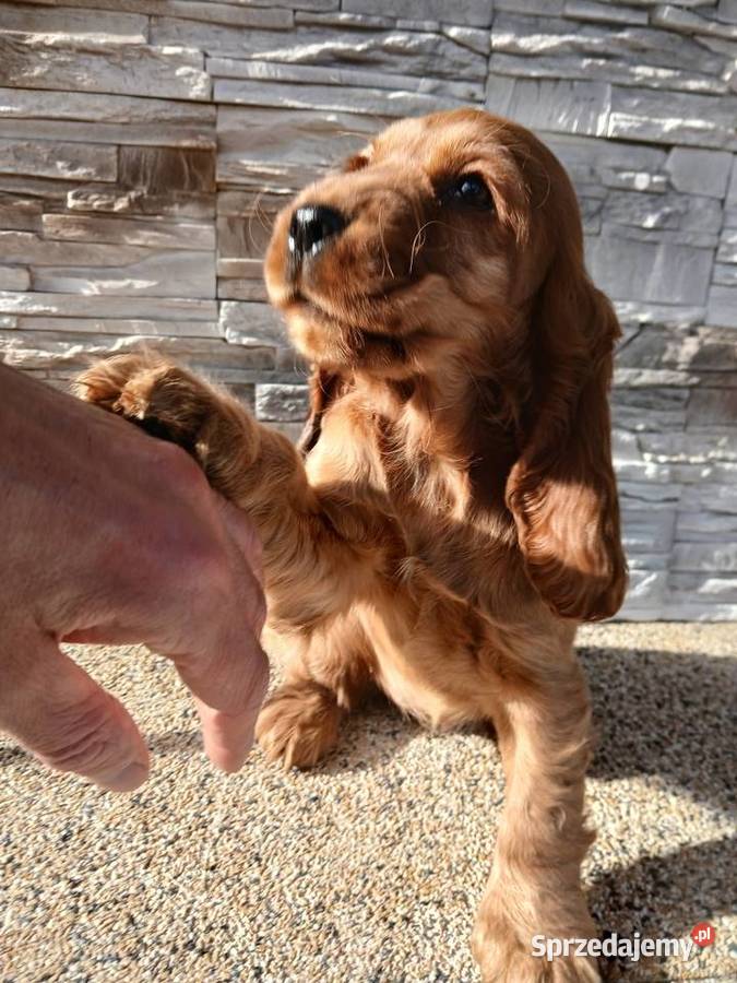 Cocker Spaniel Angielski sunia Sieradz