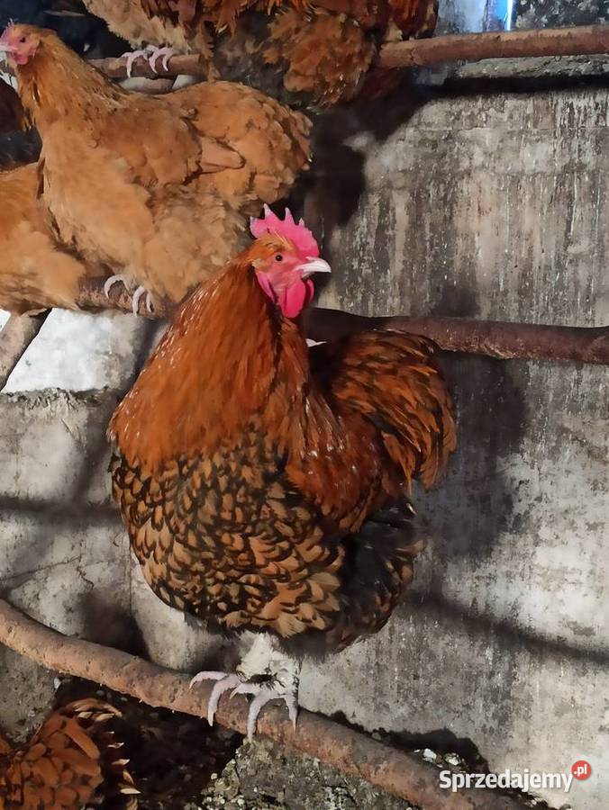 Koguty zargodowe i kogut silka koguty orpington Krasnystaw
