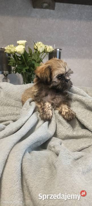 Piesek Shih Tzu Tofi rodowód Koszalin