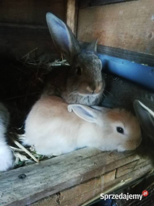 Małe kroliki Rolnictwo