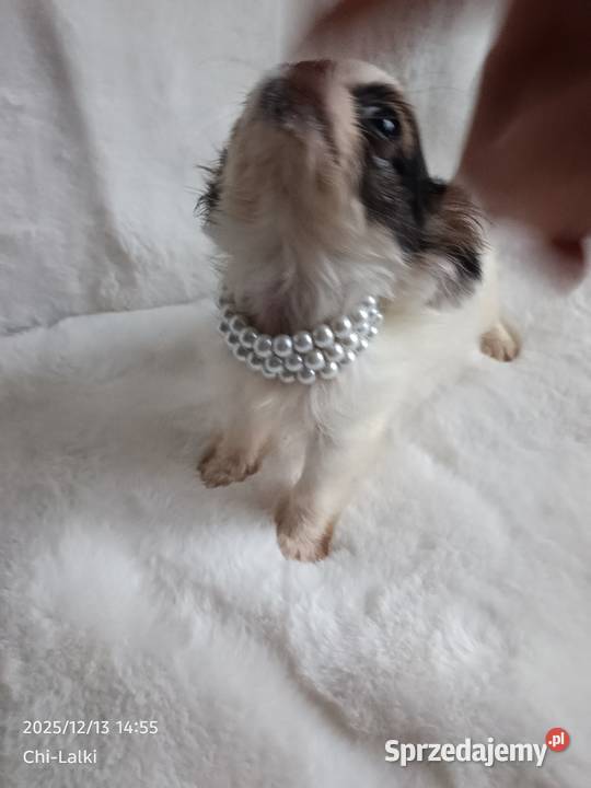 Chihuahua xxs chłopiec samiec dlugowlosy Inowrocław