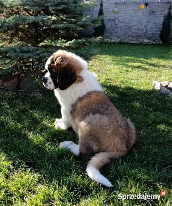 Bernardyny długowłose świętokrzyskie Wierzbica