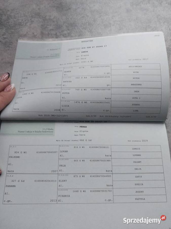 Ogierek śląski pełny papier Latino Sulmierzyce