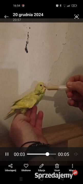 Falista pupil domowy wielkopolskie Złotów