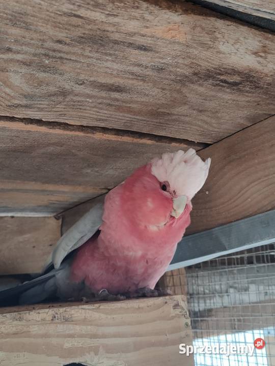 Papugi rozelle aleksandretty Wola Mikorska sprzedam